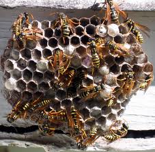 The Social Structure of a Wasp Colony - Waspremovaltoronto.ca