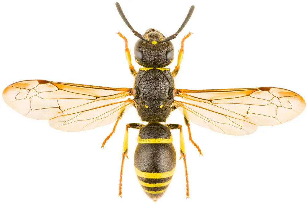 What's the Difference? Paper Wasps, Yellow Jackets, Mud Daubers, and Bees  Explained