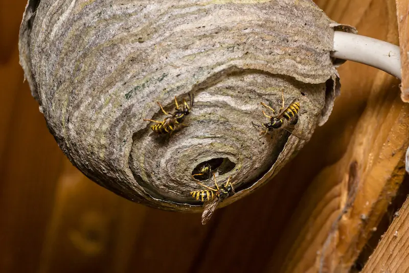 How is a paper wasp nest made